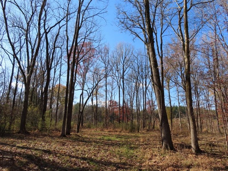 Recreational Hunting Tract : White Oak : Fairfield County : South Carolina