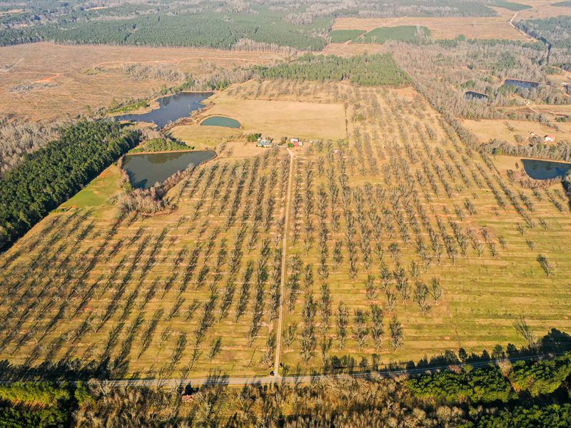 Hicks' Family Orchard : Sparta : Hancock County : Georgia