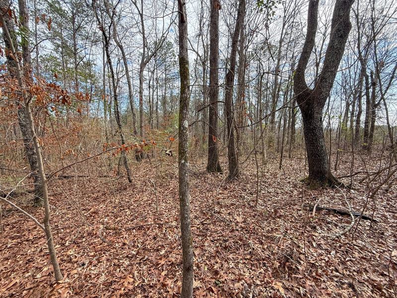 Shelby County Wooded Lot Lot 4 : Wilsonville : Shelby County : Alabama