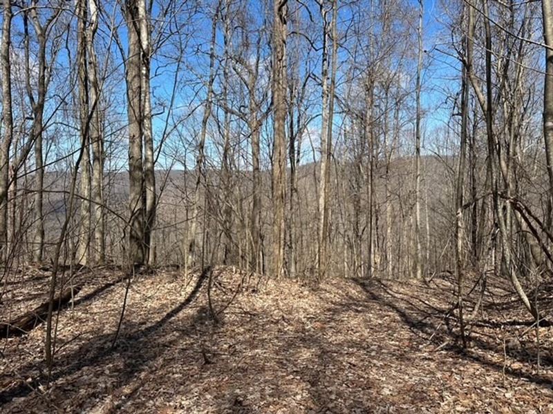 176 Acres Unrestricted Wooded Pro : Morrison : Grundy County : Tennessee