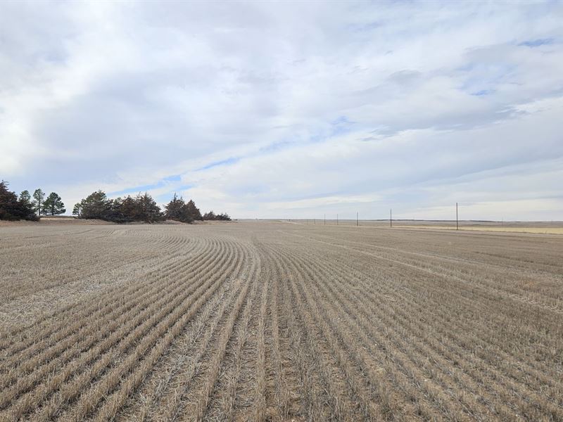 Schwartz Dryland : Kimball : Kimball County : Nebraska