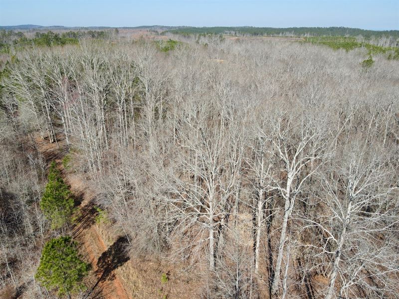 Hunting, Creeks, Big Hardwoods : Wadley : Randolph County : Alabama