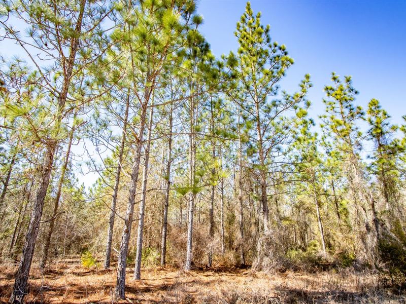 4.7 Ac Wooded Lot for Homesite : Hosford : Liberty County : Florida