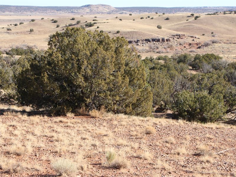 No Poa, No HOA, Off-Grid Paradise : Concho : Apache County : Arizona