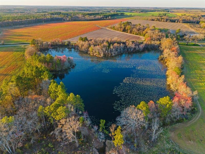 Young Lake Farm : Rebecca : Ben Hill County : Georgia