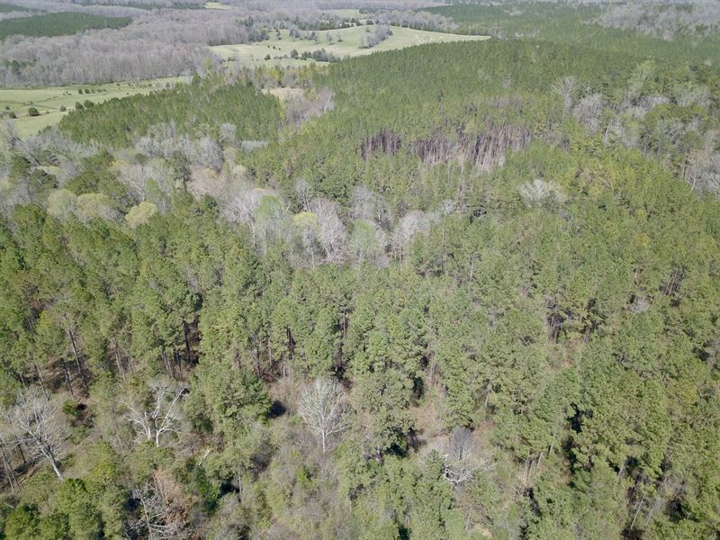 73 Acres Washington County, St : Millry : Washington County : Alabama