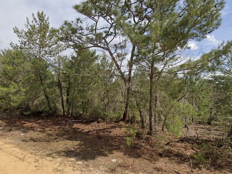 .22 Ac in Interlachen, FL $199/Mo : Interlachen : Putnam County : Florida