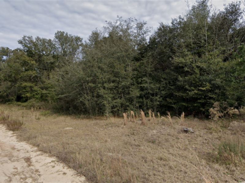 .22 Ac in Interlachen, $249 Down : Interlachen : Putnam County : Florida