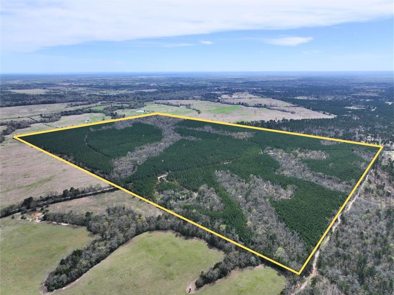 183 Acres, County Road 3450 : Lovelady : Houston County : Texas