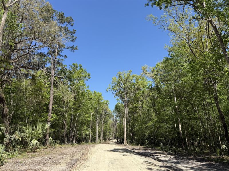 43Ac, Micanopy, FL : Micanopy : Marion County : Florida