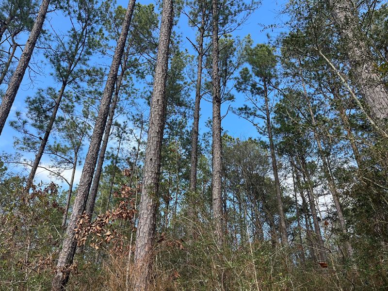 48 Acres in Wayne County, MS : State Line : Wayne County : Mississippi