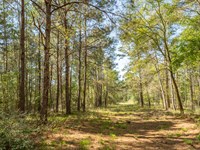 1.5 Acres in Walker County : Huntsville : Walker County : Texas