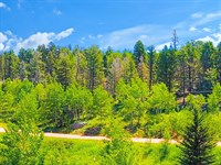 Beautiful Treed Land : Florissant : Park County : Colorado