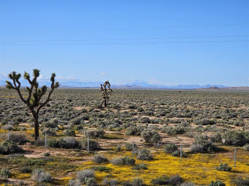 Goldtown Gem, Only $3970 + $199/Mo : Goldtown : Kern County : California