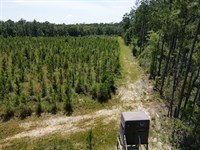 155 Acre Recreation Tract Baldwi : Robertsdale : Baldwin County : Alabama