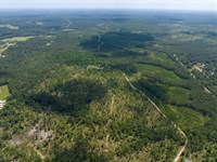 1,800 Acres, FM 355 : Trinity : Texas