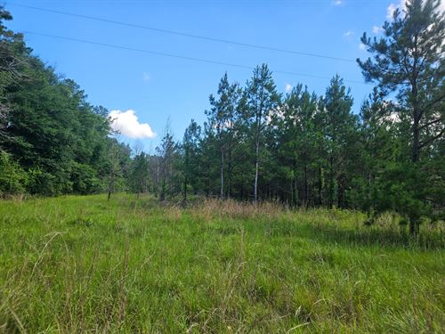 11 Acres Great Future Home Site : Columbia : Marion County : Mississippi