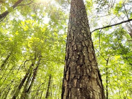 Taliaferro Co. Estate Liquidation : Rayle : Taliaferro County : Georgia