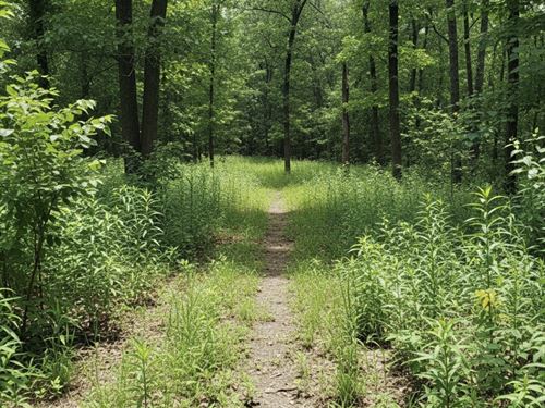 34 Acres Wooded Land Near Marion KY : Marion : Crittenden County : Kentucky