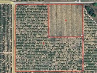 38.5 Acres in Lake Wales : Lake Wales : Polk County : Florida