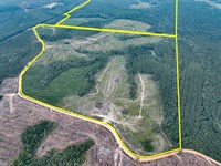 265 Acres, T-2, Bar D Ranch : Corrigan : Polk County : Texas