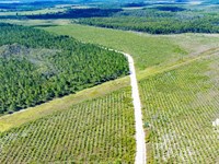 2,300 Ac Timber/Recreation Developm : Wewahitchka : Gulf County : Florida