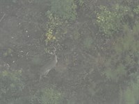 La, Caldwell 286 Acres : Columbia : Caldwell Parish : Louisiana