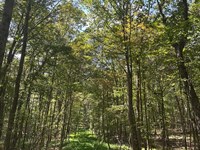 1.3 Acre Wooded Property in : Tracy City : Grundy County : Tennessee