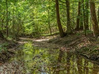 Stone Bottom Creek And Towering Oak : Wetumpka : Elmore County : Alabama