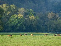 Elkhorn Ridge 112 : Ponca : Newton County : Arkansas