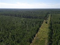 80 Acres Fruitdale, AL Washington : Fruitdale : Washington County : Alabama