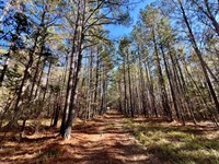 St Marys Rd Hunting & Timber : Crawfordville : Taliaferro County : Georgia