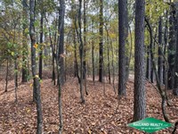 41.9 Ac Wooded Tract for Home Site : Hamburg : Ashley County : Arkansas