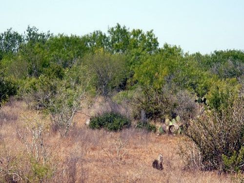 South Tx Brush Country : San Diego : Duval County : Texas