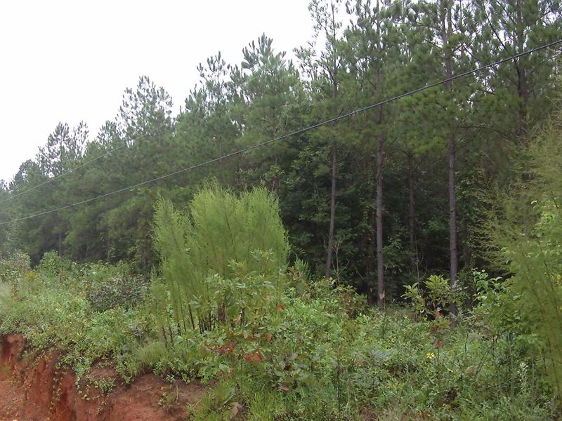 West Augusta Farms, 4.58 Acre Lot : Augusta : Burke County : Georgia